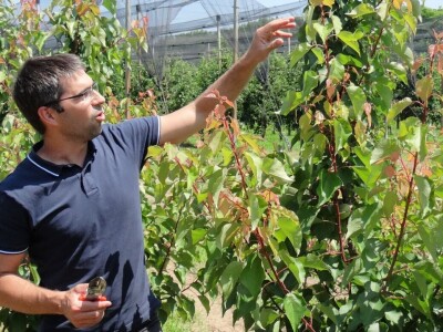 Poljoprivredni Institut Osijek Voćni rasadnik: Dani otvorenih vrata!