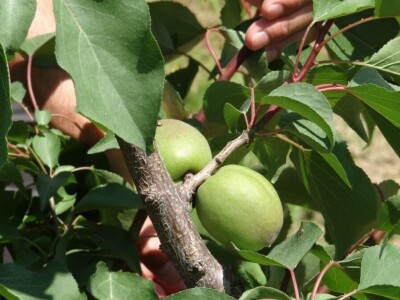 Poljoprivredni Institut Osijek Voćni rasadnik: Dani otvorenih vrata!