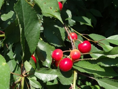 Poljoprivredni Institut Osijek Voćni rasadnik: Dani otvorenih vrata!