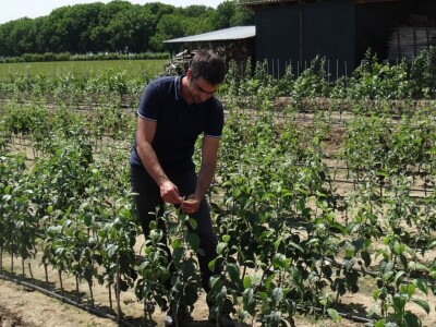 Poljoprivredni Institut Osijek Voćni rasadnik: Dani otvorenih vrata!