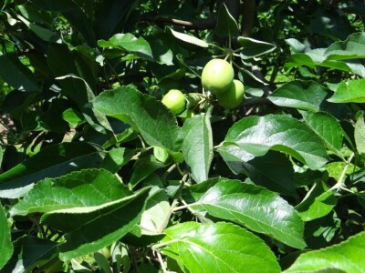 Poljoprivredni Institut Osijek Voćni rasadnik: Dani otvorenih vrata!