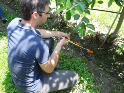 Poljoprivredni Institut Osijek Voćni rasadnik: Dani otvorenih vrata!