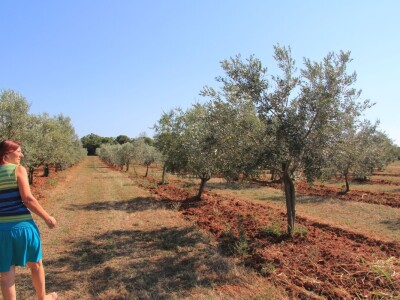 Poljoprivredni obrt Čeko