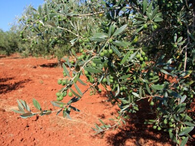 Poljoprivredni obrt Čeko