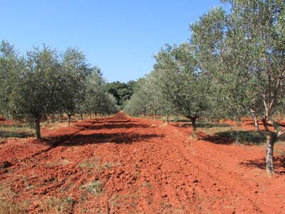 Poljoprivredni obrt Čeko