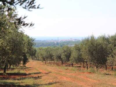 Poljoprivredni obrt Čeko