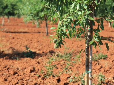 Poljoprivredni obrt Čeko
