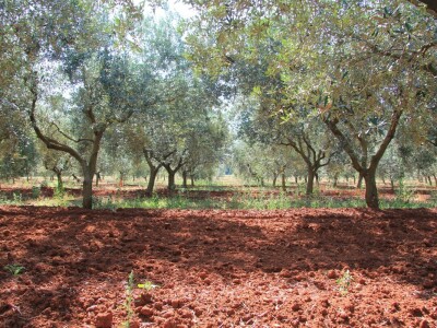 Poljoprivredni obrt Čeko