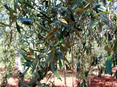 Poljoprivredni obrt Čeko