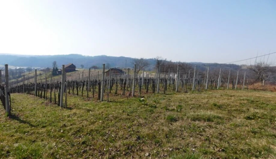 Vinograd