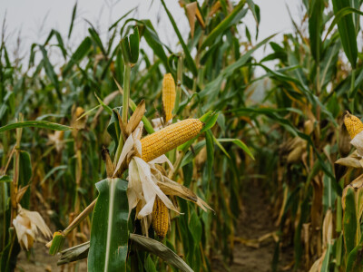 Poljoprivrednici sve više siju SelectiS hibride kukuruza
