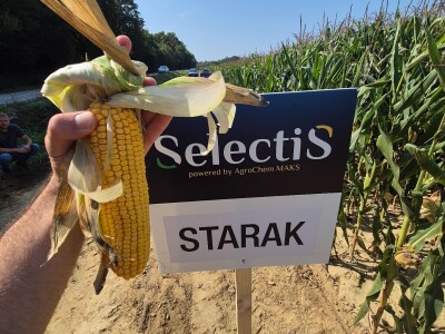 Poljoprivrednici sve više siju SelectiS hibride kukuruza