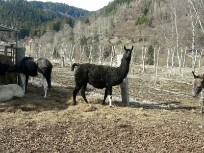 poljoprivrednici u Koruškoj od turizma ostvaruju dodatni prihod poljoprivrednici u Koruškoj od turizma ostvaruju dodatni prihod