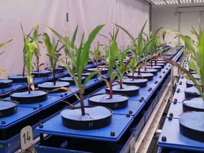 Modularni sustav fenotipizacije biljaka u Poljoprivrednom institutu u Martonvasaruu Modularni sustav fenotipizacije biljaka u Poljoprivrednom institutu u Martonvasaruu