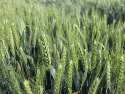 Poljoprivrednik Josip Zušćak iz Koške za RWA Hrvatska