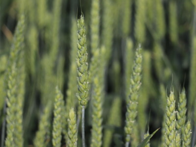 Poljoprivrednik Josip Zušćak iz Koške za RWA Hrvatska