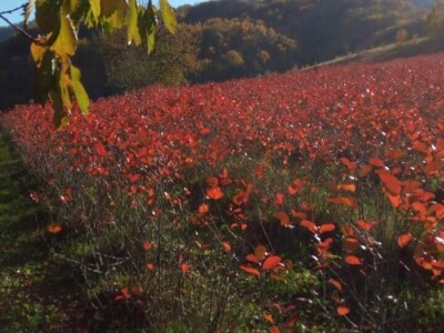 Poljoprivredno gazdinstvo „Aronija- Popović“ iz Banjaluke Poljoprivredno gazdinstvo „Aronija- Popović“ iz Banjaluke