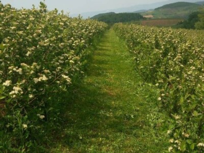 Poljoprivredno gazdinstvo „Aronija- Popović“ iz Banjaluke Poljoprivredno gazdinstvo „Aronija- Popović“ iz Banjaluke