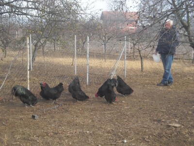 Poljoprivredno gazdinstvo Danila Brkića iz Kusatka gaji kokoške kombinovanih proizvodnih sposobnosti