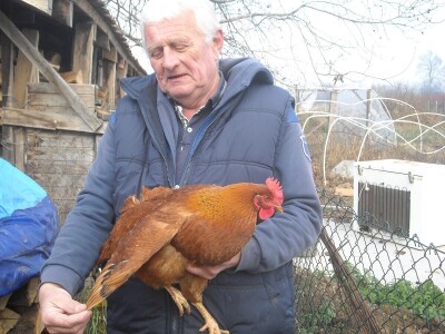 Poljoprivredno gazdinstvo Danila Brkića iz Kusatka gaji kokoške kombinovanih proizvodnih sposobnosti