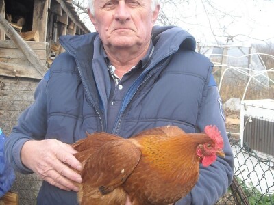 Poljoprivredno gazdinstvo Danila Brkića iz Kusatka gaji kokoške kombinovanih proizvodnih sposobnosti