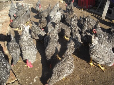 Poljoprivredno gazdinstvo Danila Brkića iz Kusatka gaji kokoške kombinovanih proizvodnih sposobnosti