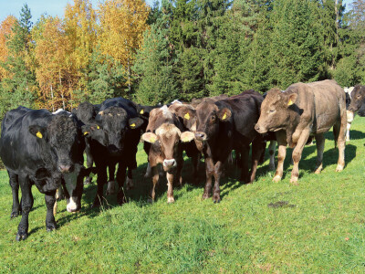 Poljoprivredno gospodarstvo Andolšek iz Velikih Poljana kod Ortneka Poljoprivredno gospodarstvo Andolšek iz Velikih Poljana kod Ortneka