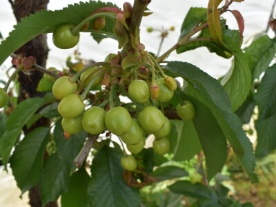 Poljoprivredno-prehrambena škola Požega