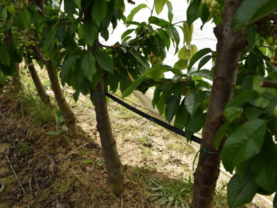 Poljoprivredno-prehrambena škola Požega