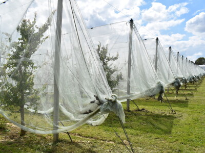 Poljoprivredno-prehrambena škola Požega