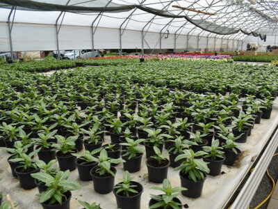 Poljoprivredno-prehrambena škola Požega