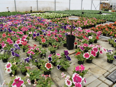 Poljoprivredno-prehrambena škola Požega