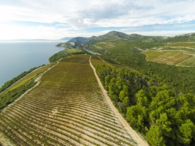 Dio tvrtkinih vinograda