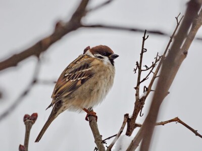 Ptice kao saveznici u poljoprivrednoj proizvodnji