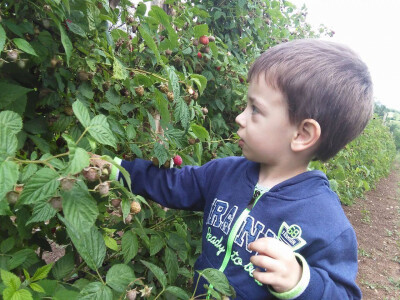 Malinarska obitelj Čaušević