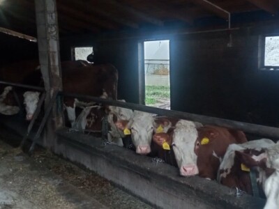 Pomoć mljekara TK za Jusufa Muranovića