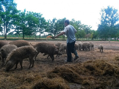 OPG Vlado Krivić - mangulice