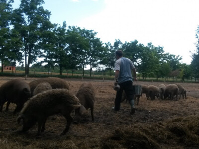 OPG Vlado Krivić - mangulice