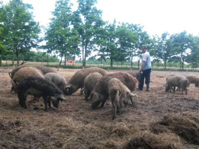 OPG Vlado Krivić - mangulice