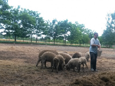 OPG Vlado Krivić - mangulice