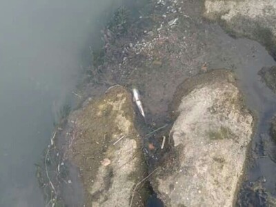 Pomor ribe u Đetinji