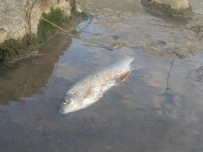 Pomor ribe u Đetinji