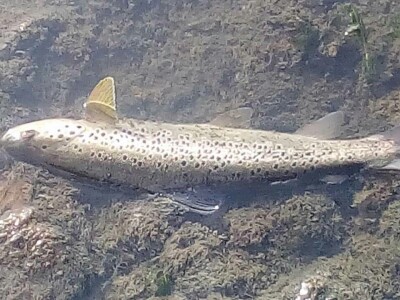 Pomor ribe u Đetinji