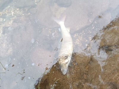 Pomor ribe u Neretvi Pomor ribe u Neretvi