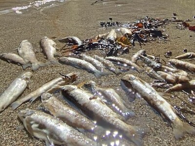 Pomor ribe u Neretvi Pomor ribe u Neretvi