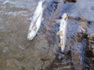 Pomor ribe u Neretvi Pomor ribe u Neretvi