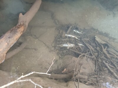 Pomor ribe u Neretvi Pomor ribe u Neretvi