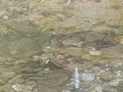 Pomor ribe u Neretvi Pomor ribe u Neretvi