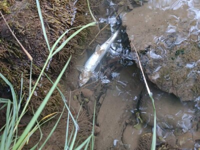 Pomor ribe u Neretvi Pomor ribe u Neretvi