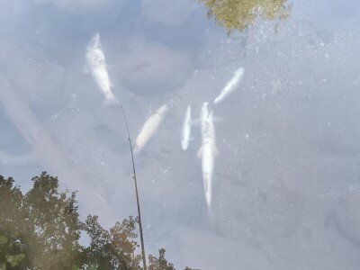 Pomor ribe u Neretvi Pomor ribe u Neretvi